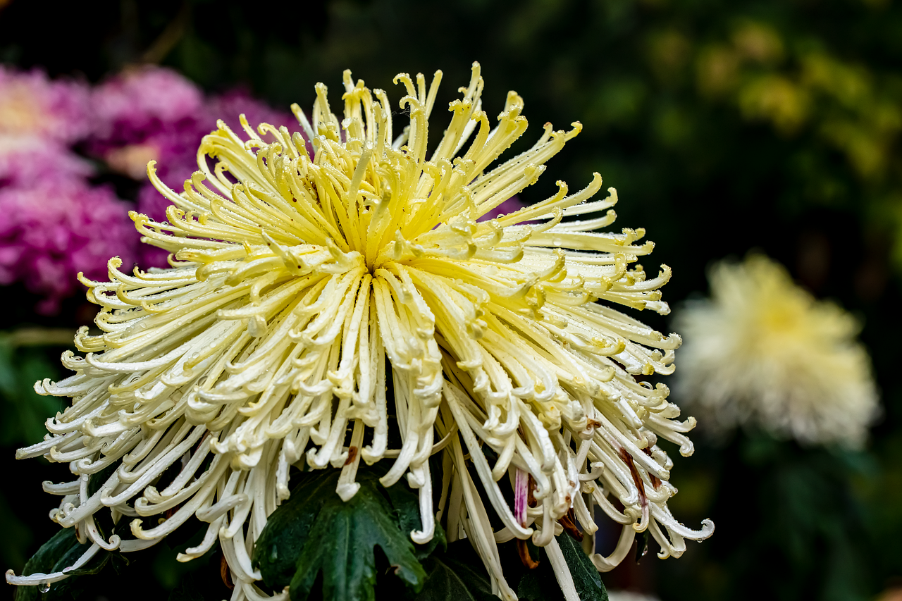 Benefits of Using Natural Plant Dyes in your Garden